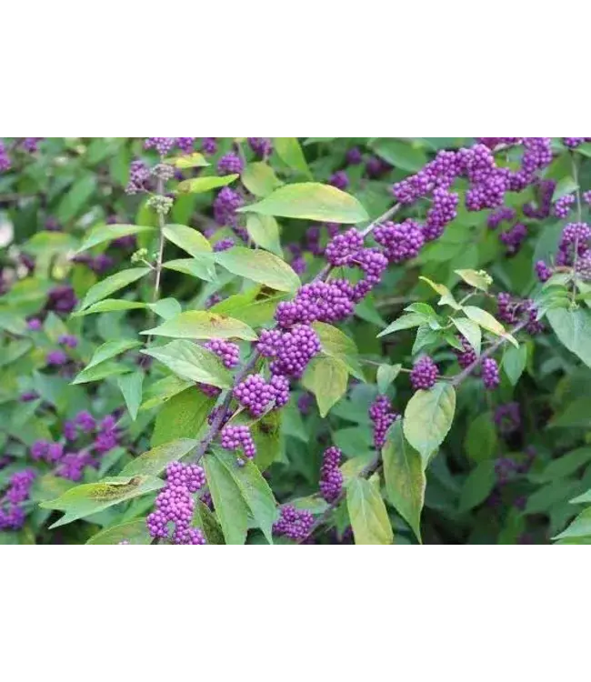 Beauty Berry American – 3 gal.