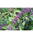 Beauty Berry American – 3 gal.