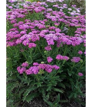 Proven Winner Achillea Firefly Fuchsia  1G PW