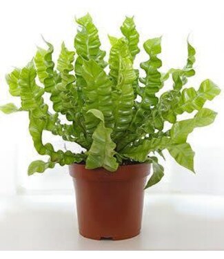 Birds Nest Fern (Crispy Wave) 4in