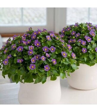 Exacum (Persian Violet) 6in
