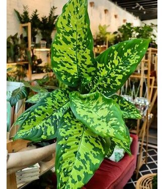 Dieffenbachia 'Cheetah' 10in
