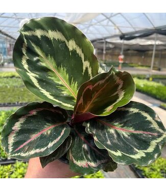 Calathea 'Medallion' 6in