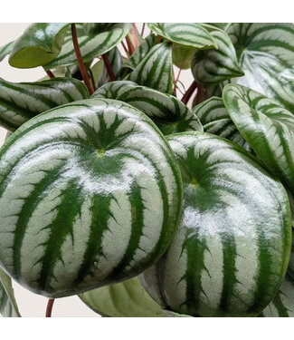 Peperomia Watermelon 6in