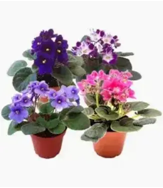 The Plant Shoppe African Violet - asst 4" pot
