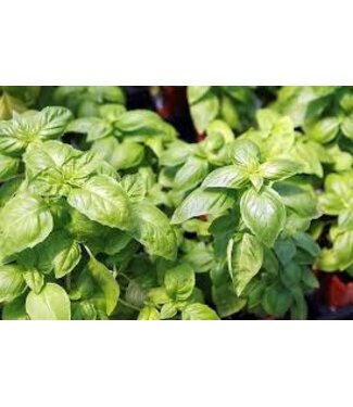 Basil Organic Herbs 5in