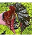 The Plant Shoppe Assorted Begonia 4"