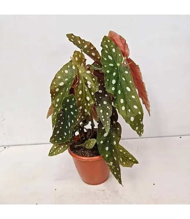 The Plant Shoppe Assorted Begonia 4"