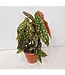 The Plant Shoppe Assorted Begonia 4"