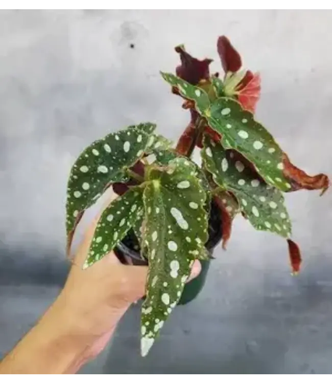 The Plant Shoppe Assorted Begonia 4"