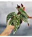 The Plant Shoppe Assorted Begonia 4"