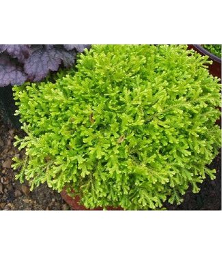 Golden Club Moss 6in