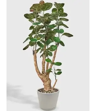 Aralia Fabian 10in