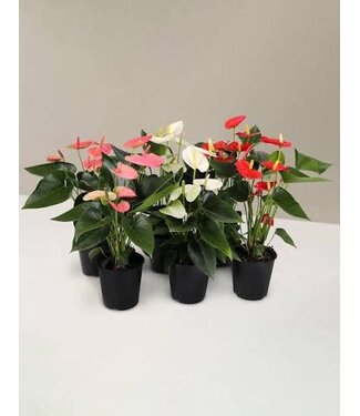 Flowering Anthurium Asst 5in