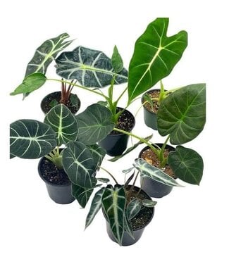 Alocasia Assorted 4"