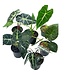 Alocasia Assorted 4"