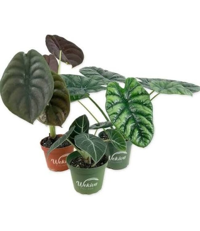 Alocasia Assorted 4"