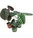 Alocasia Assorted 4"