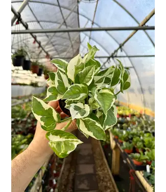 Pearls and Jade Pothos 6in