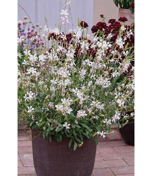 The Plant Shoppe Asst. Gaura 1G