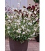 The Plant Shoppe Asst. Gaura 1G
