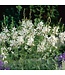 The Plant Shoppe Asst. Gaura 1G
