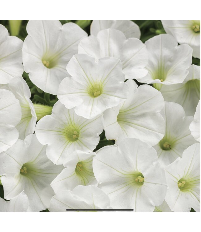 Proven Winner Petunia Mini Vista  Asst 1qt  PW