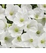 Proven Winner Petunia Mini Vista  Asst 1qt  PW