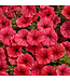 Proven Winner Petunia Mini Vista  Asst 1qt  PW