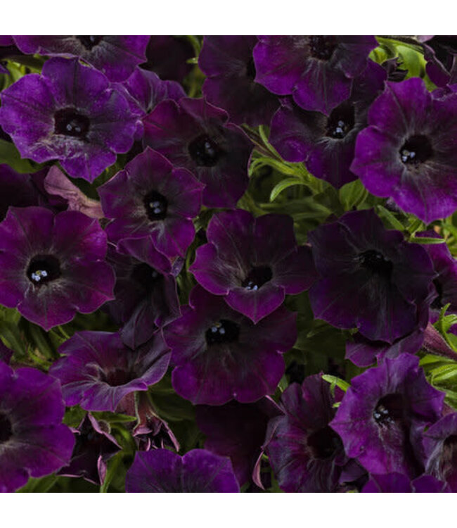 Proven Winner Petunia Mini Vista  Asst 1qt  PW