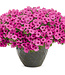 Proven Winner Petunia Mini Vista  Asst 1qt  PW