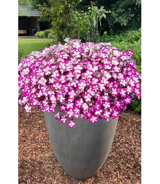 Petunia Asst  1G PW