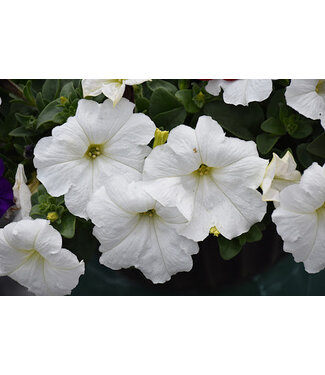 Petunia Easy Wave WHITE 4"