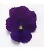 Pansy Top Wave Asst  Spreading   4"