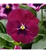 Pansy Top Wave Asst  Spreading   4"
