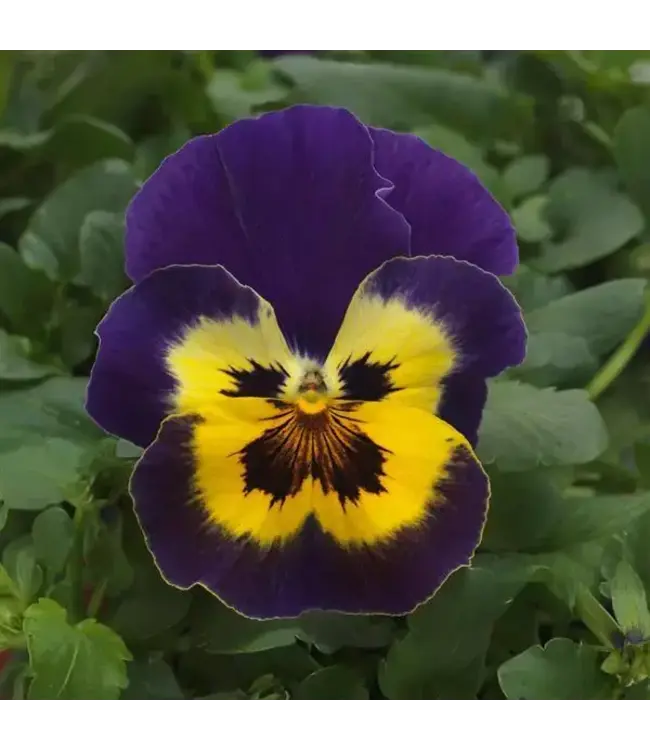 Pansy Top Wave Asst  Spreading   4"