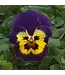 Pansy Top Wave Asst  Spreading   4"