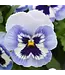 Pansy Top Wave Asst  Spreading   4"