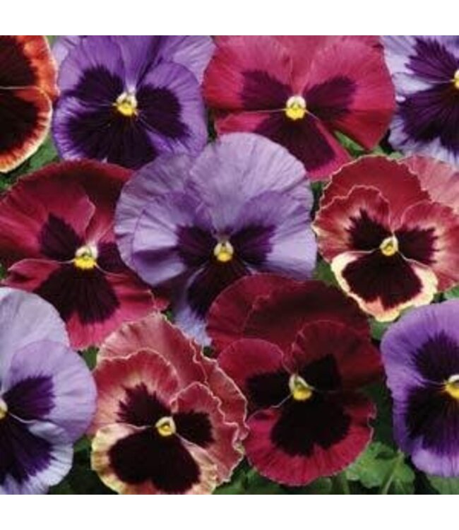 PANSY MATRIX BEACONSFIELD 4in