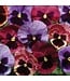 PANSY MATRIX BEACONSFIELD 4in