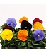 PANSY MATRIX BEACONSFIELD 4in