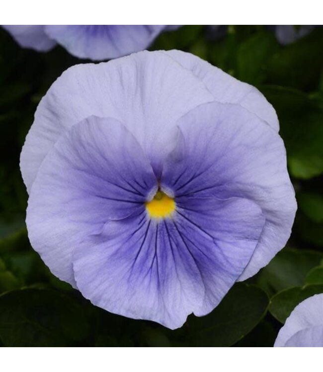 PANSY MATRIX BEACONSFIELD 4in