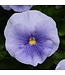 PANSY MATRIX BEACONSFIELD 4in