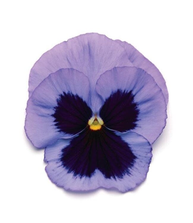 PANSY MATRIX BEACONSFIELD 4in