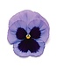 PANSY MATRIX BEACONSFIELD 4in