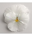 PANSY MATRIX BEACONSFIELD 4in