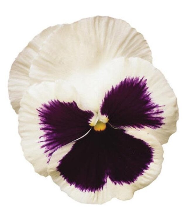PANSY MATRIX BEACONSFIELD 4in