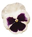 PANSY MATRIX BEACONSFIELD 4in