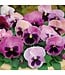 PANSY MATRIX BEACONSFIELD 4in