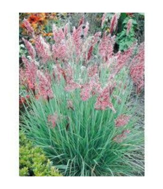 Savannah Ruby Grass 1G